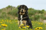 DOGUE DU TIBET 248